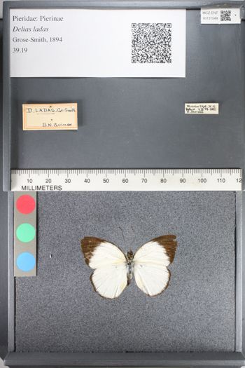 Media type: image;   Entomology 131549